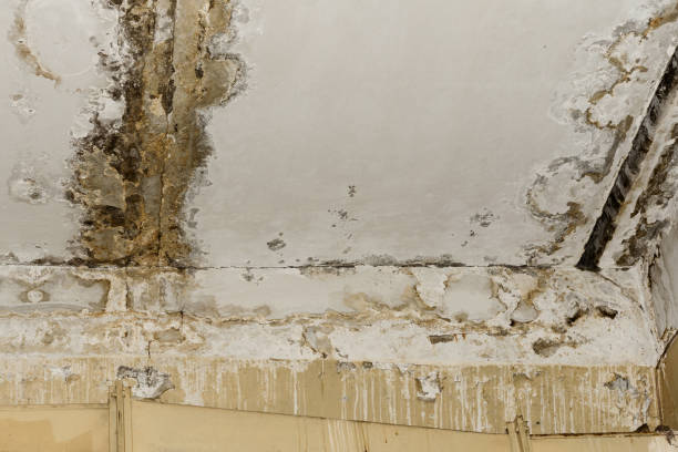 Trusted Manton, MI Mold Removal Experts