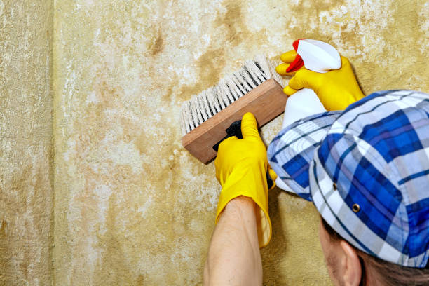 Best Mold Documentation for Insurance Claims  in Manton, MI
