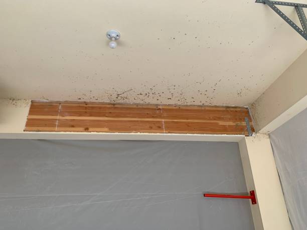 Best Comprehensive Air Testing for Mold Contaminants  in Manton, MI
