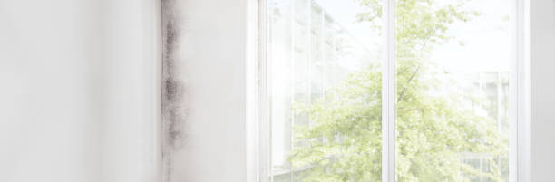 Best Mold Prevention Services  in Manton, MI