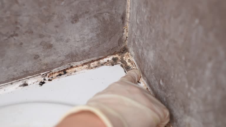 Best Environmental Consulting for Mold Prevention  in Manton, MI