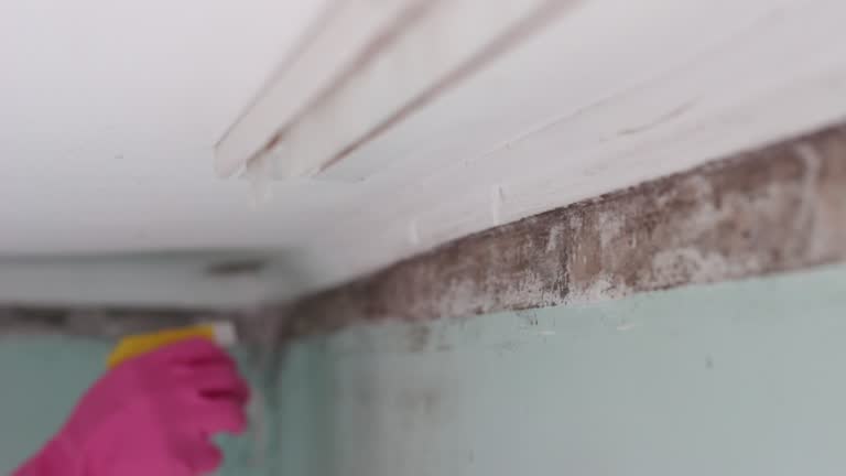 Best Commercial Mold Inspection  in Manton, MI
